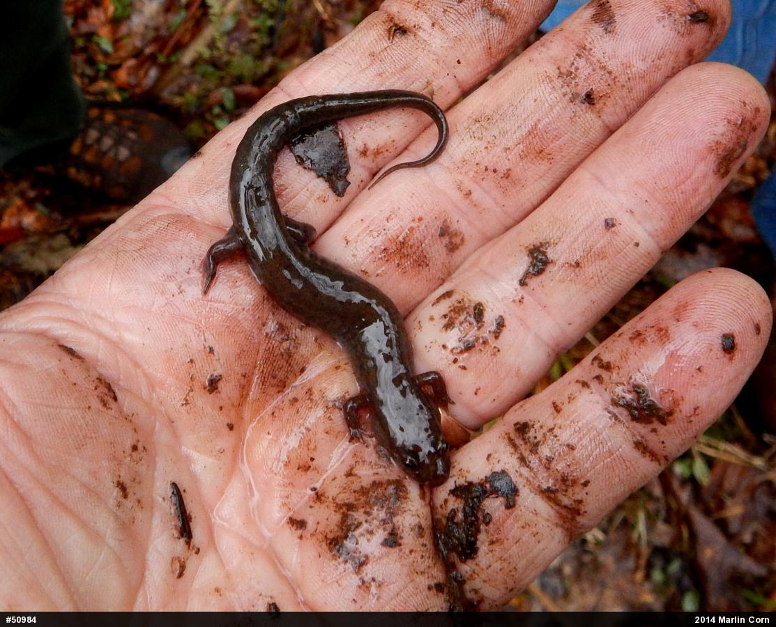 Northern Dusky Salamander