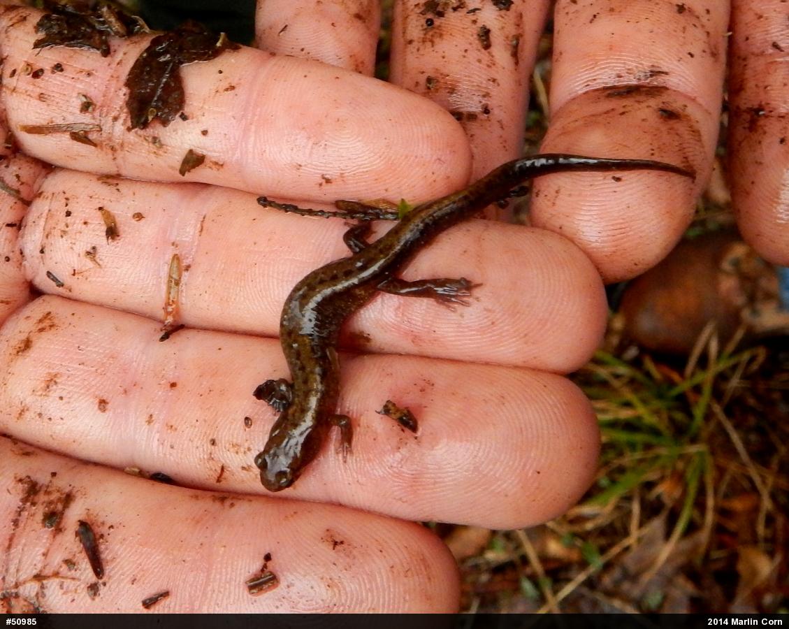 Allegheny Mountain Dusky Salamander