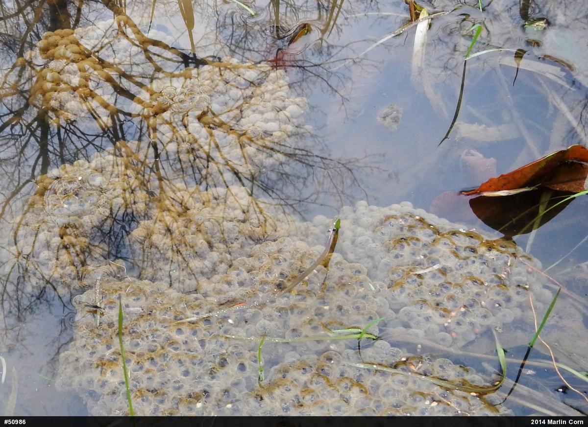 Wood Frog