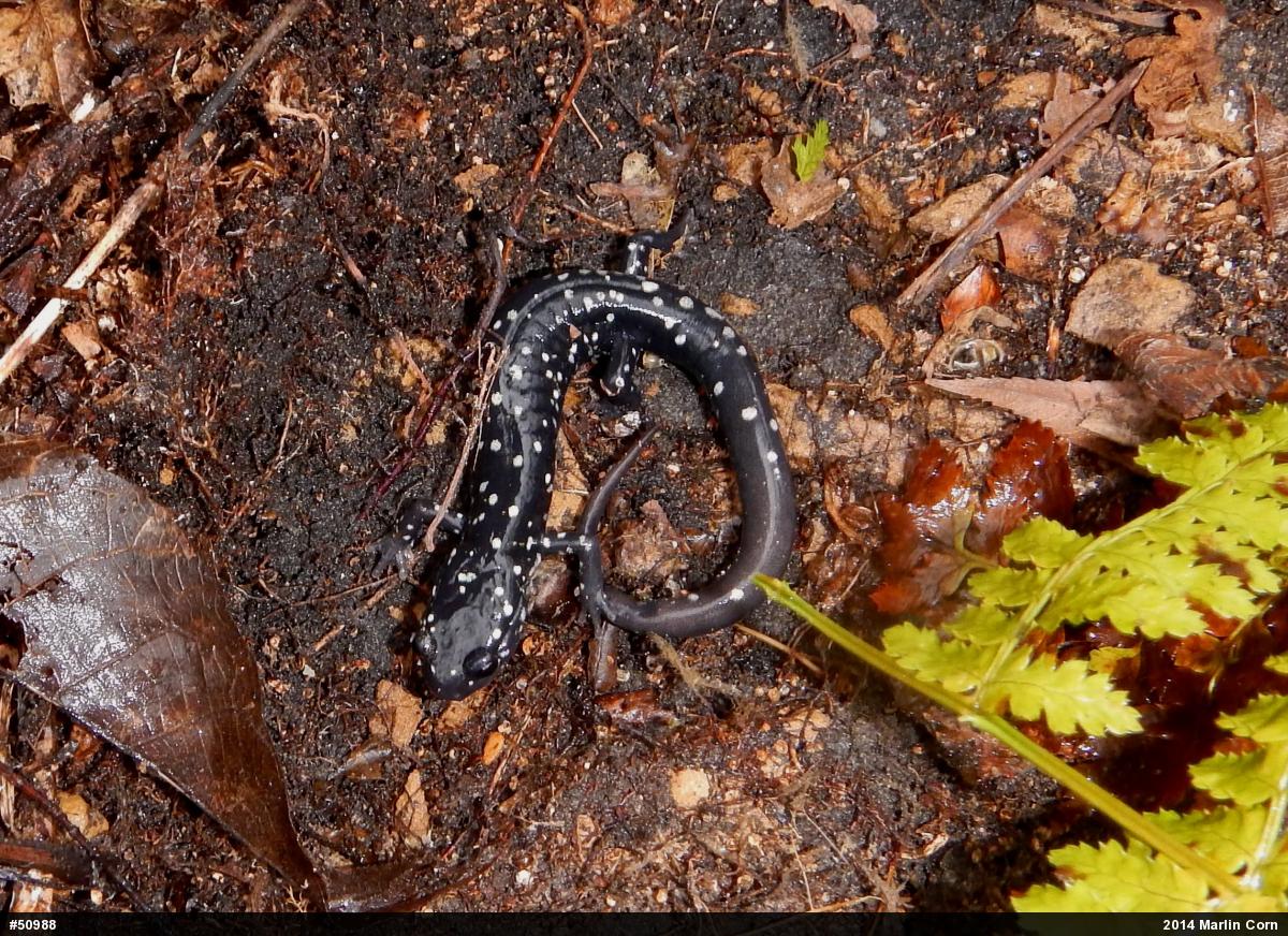 Northern Slimy Salamander