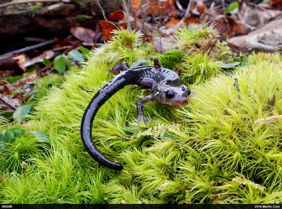 Wehrle's Salamander