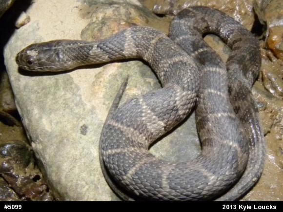 Northern Watersnake
