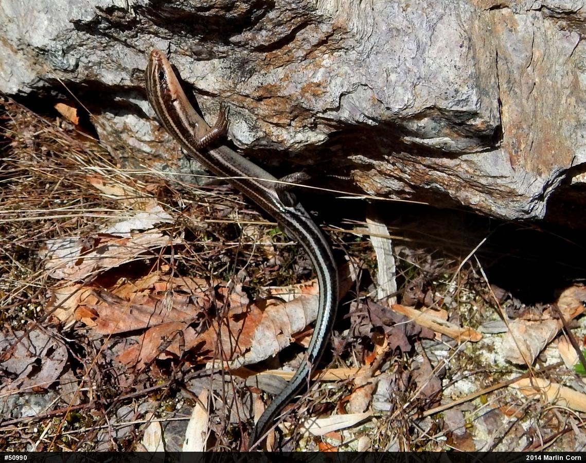 Common Five-lined Skink