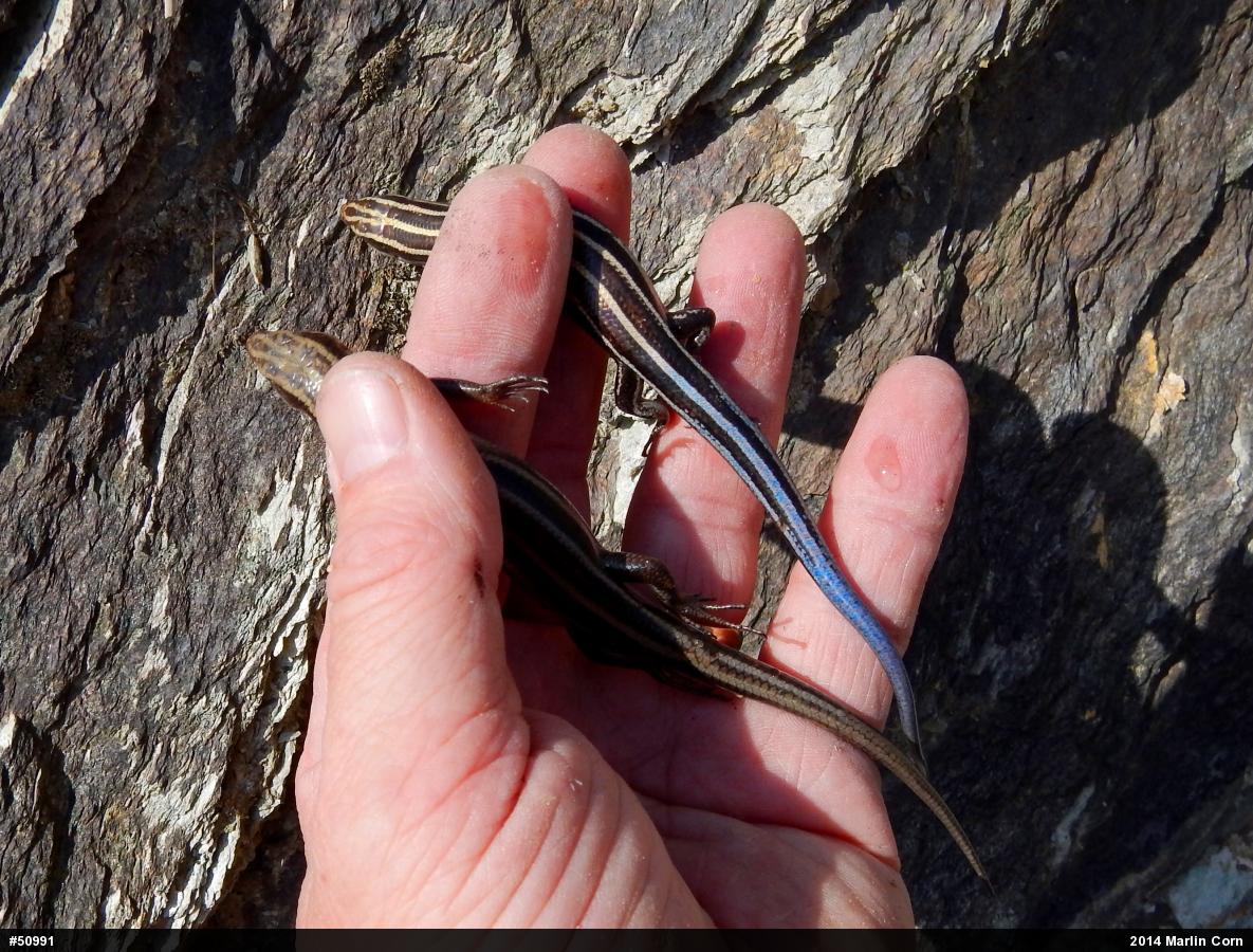 Common Five-lined Skink