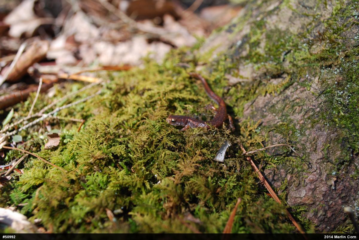 Four-toed Salamander