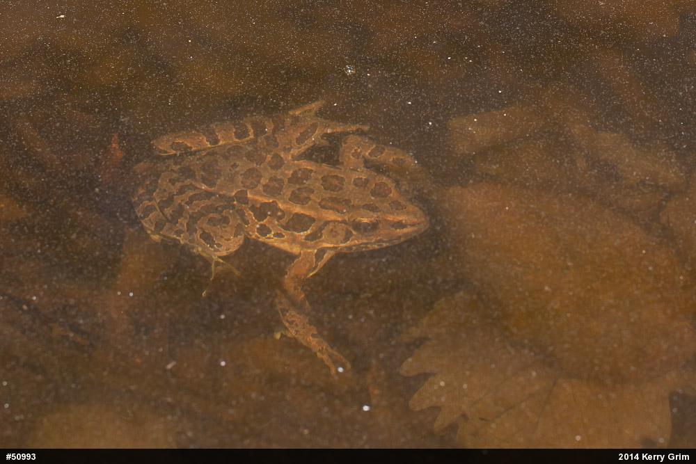 Pickerel Frog