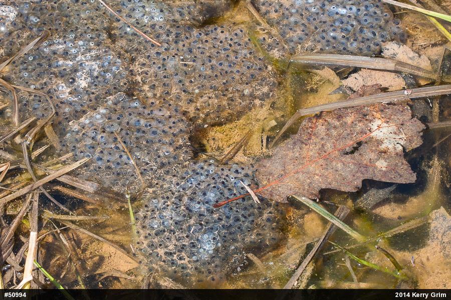Wood Frog