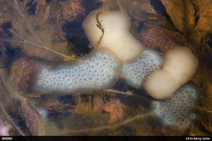 Spotted Salamander