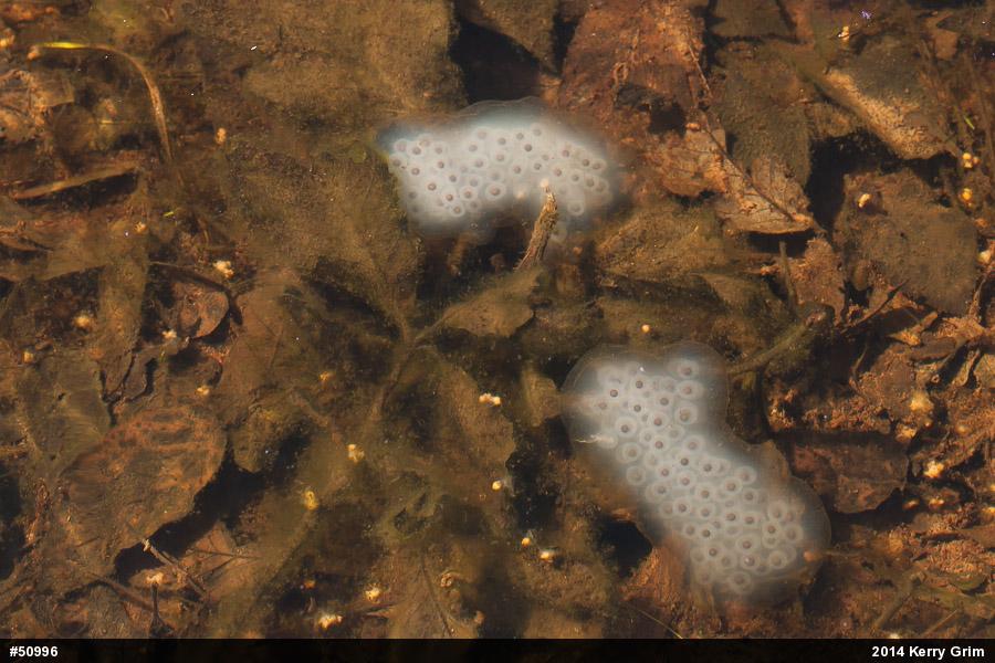 Spotted Salamander