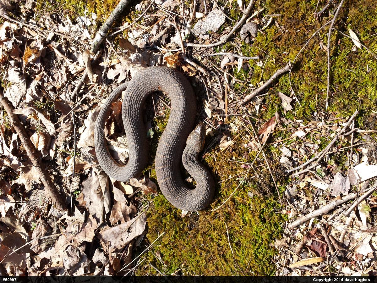 Northern Watersnake