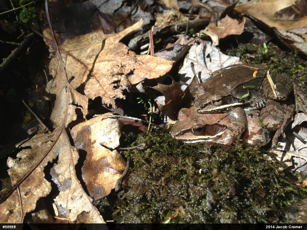 Wood Frog