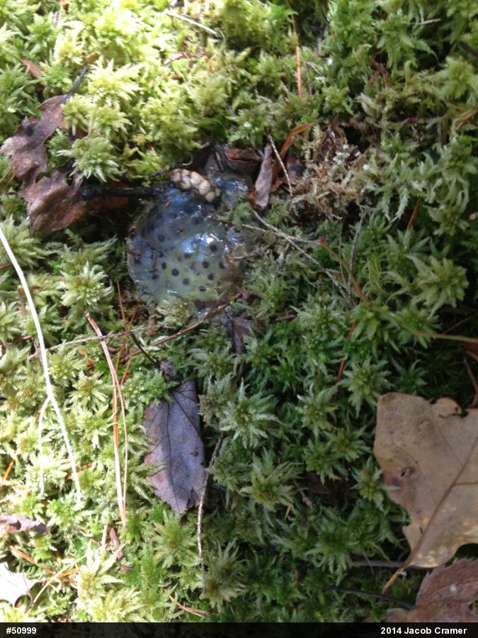 Spotted Salamander
