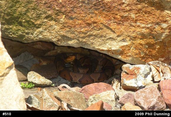 Northern Copperhead