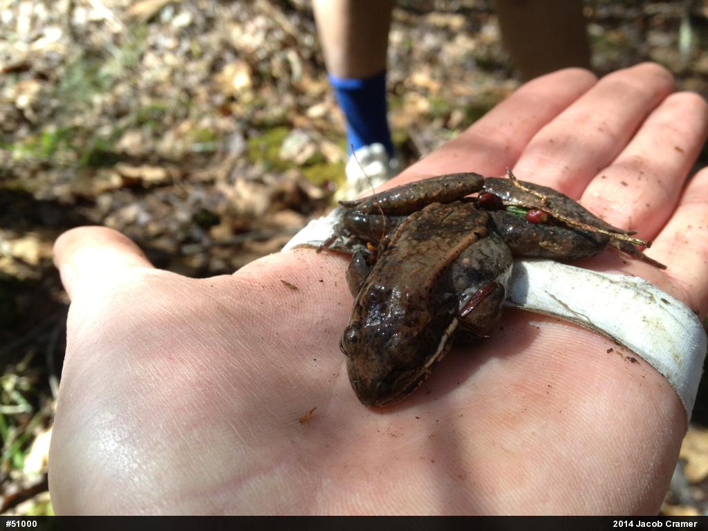 Wood Frog