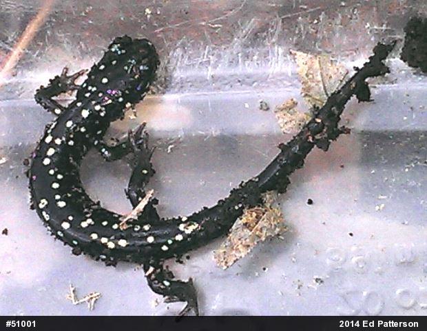 Northern Slimy Salamander