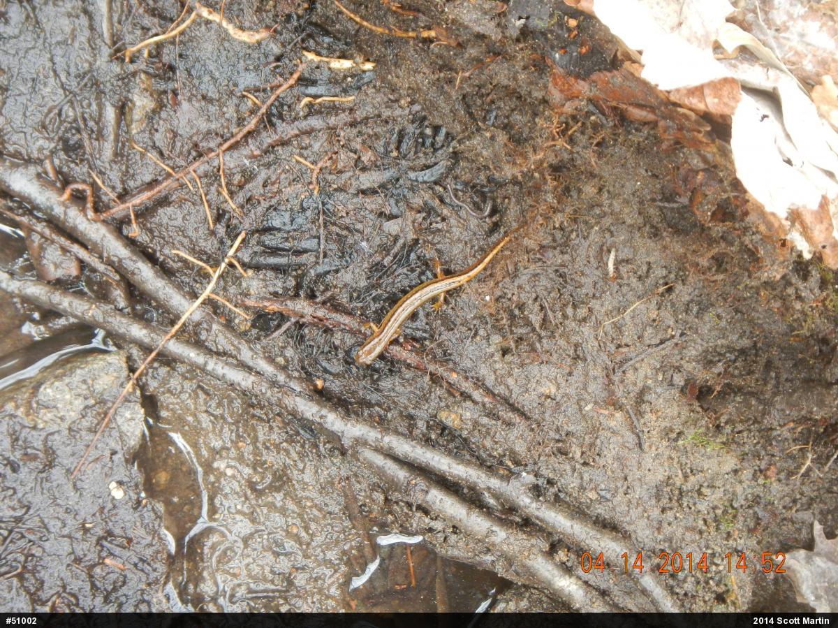 Northern Two-lined Salamander
