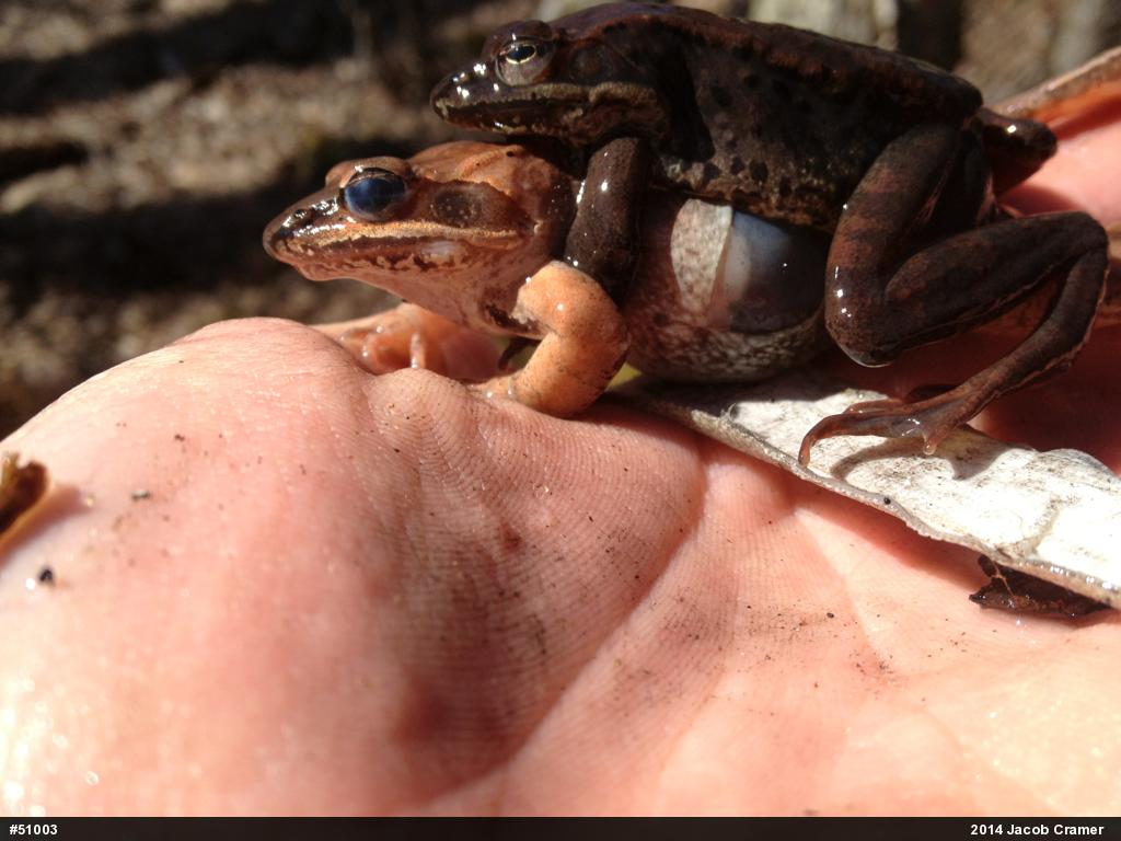 Wood Frog