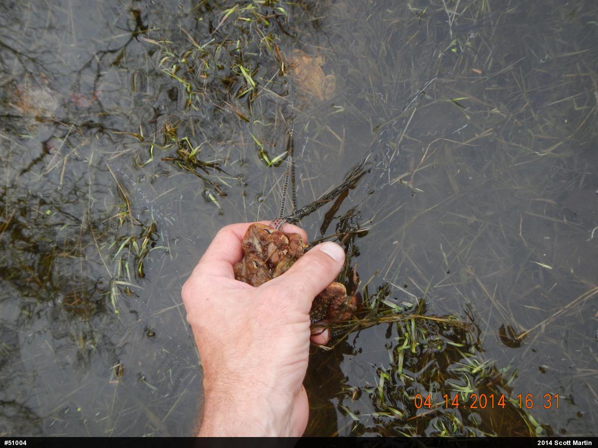 Eastern American Toad