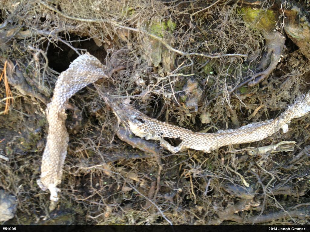 Eastern Ratsnake
