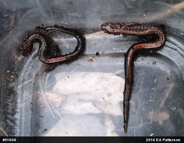 Eastern Red-backed  Salamander