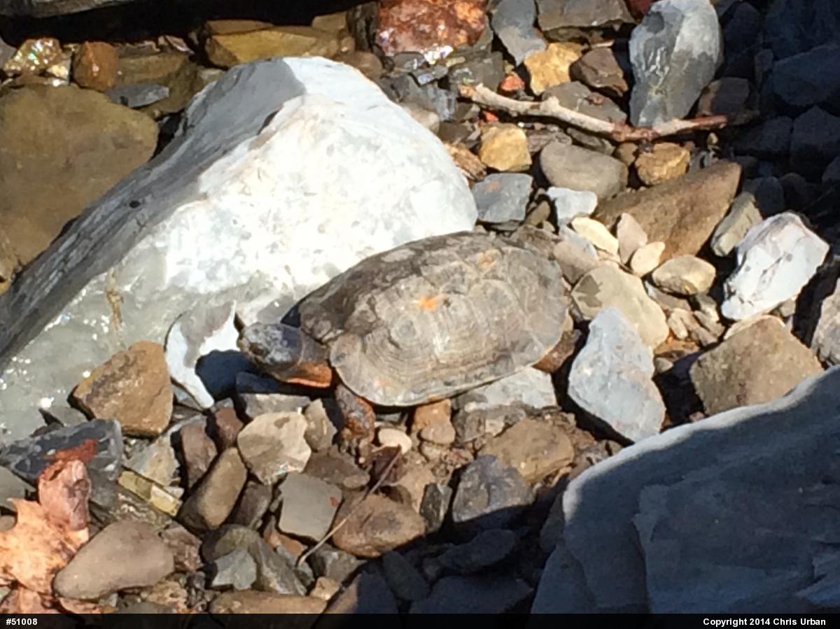 Wood Turtle