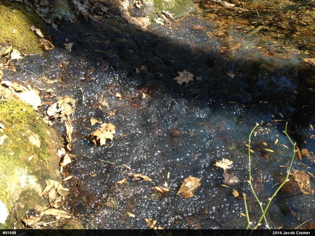 Wood Frog