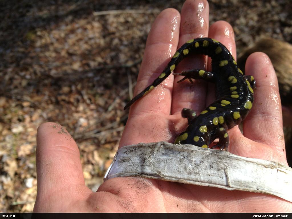 Spotted Salamander