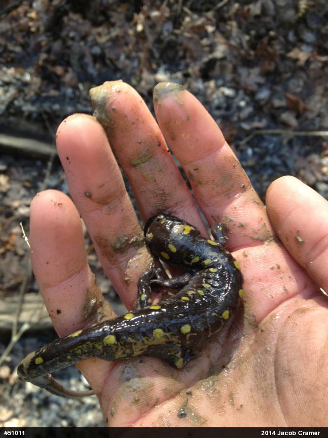 Spotted Salamander