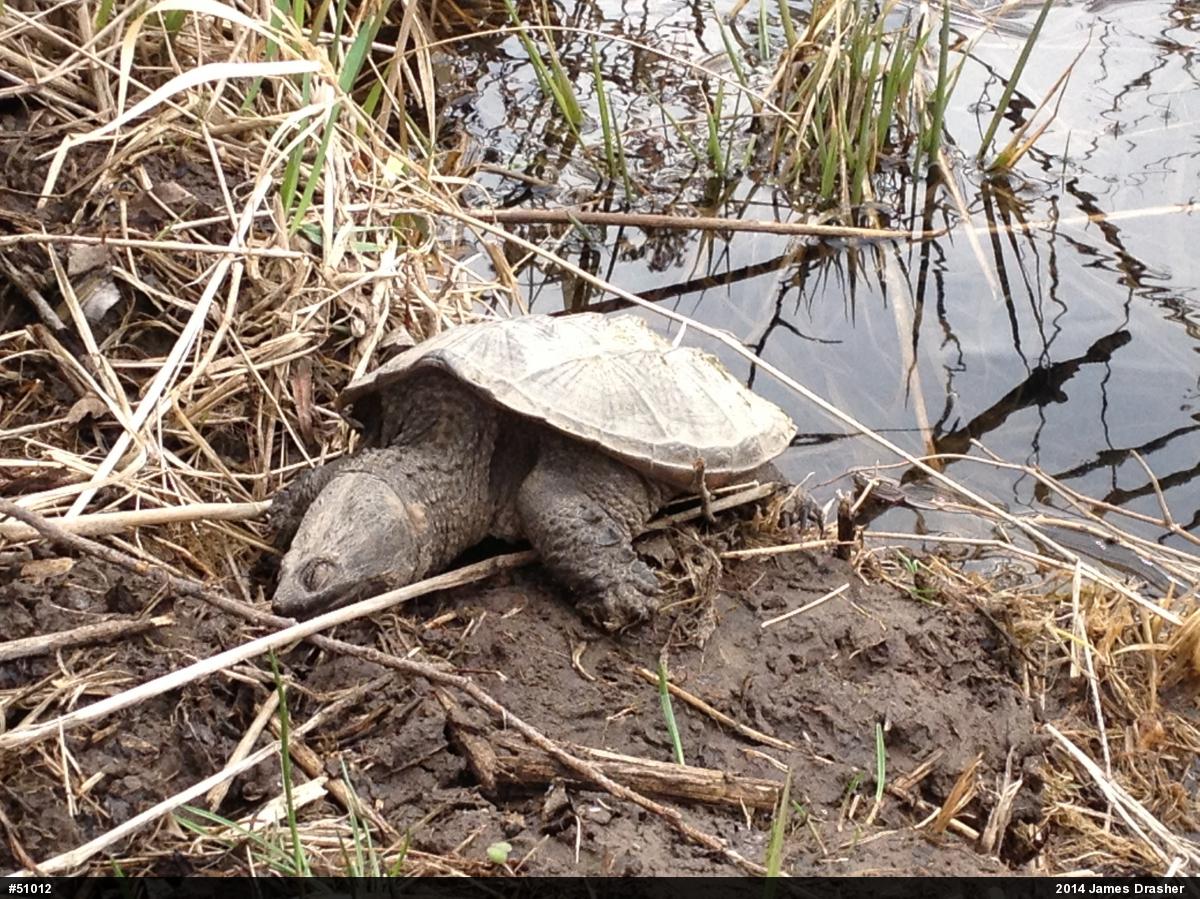 Snapping Turtle