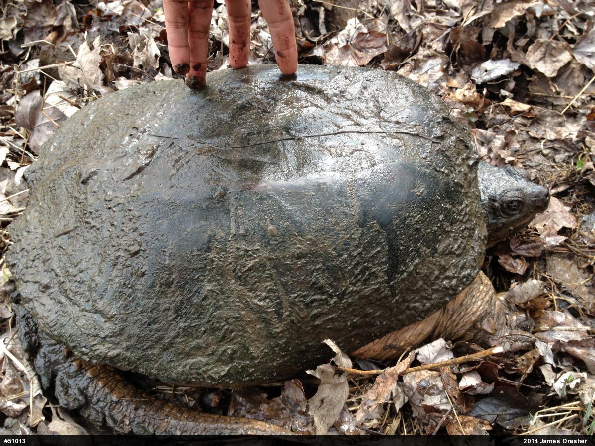 Snapping Turtle