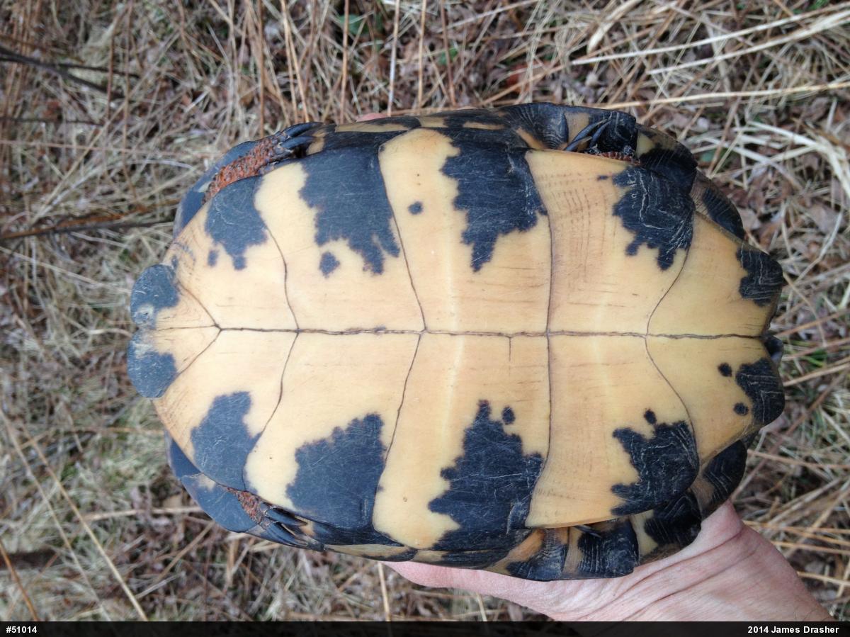 Wood Turtle