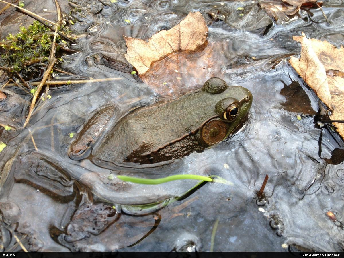 Green Frog