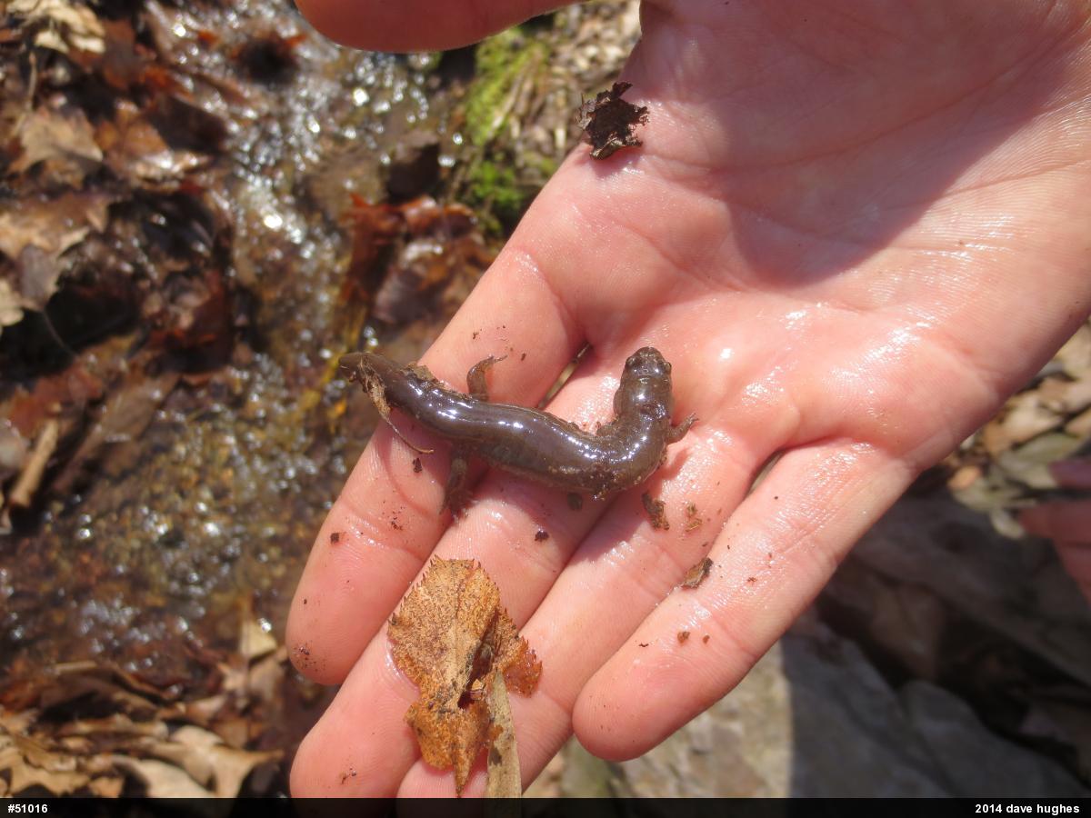 Northern Dusky Salamander