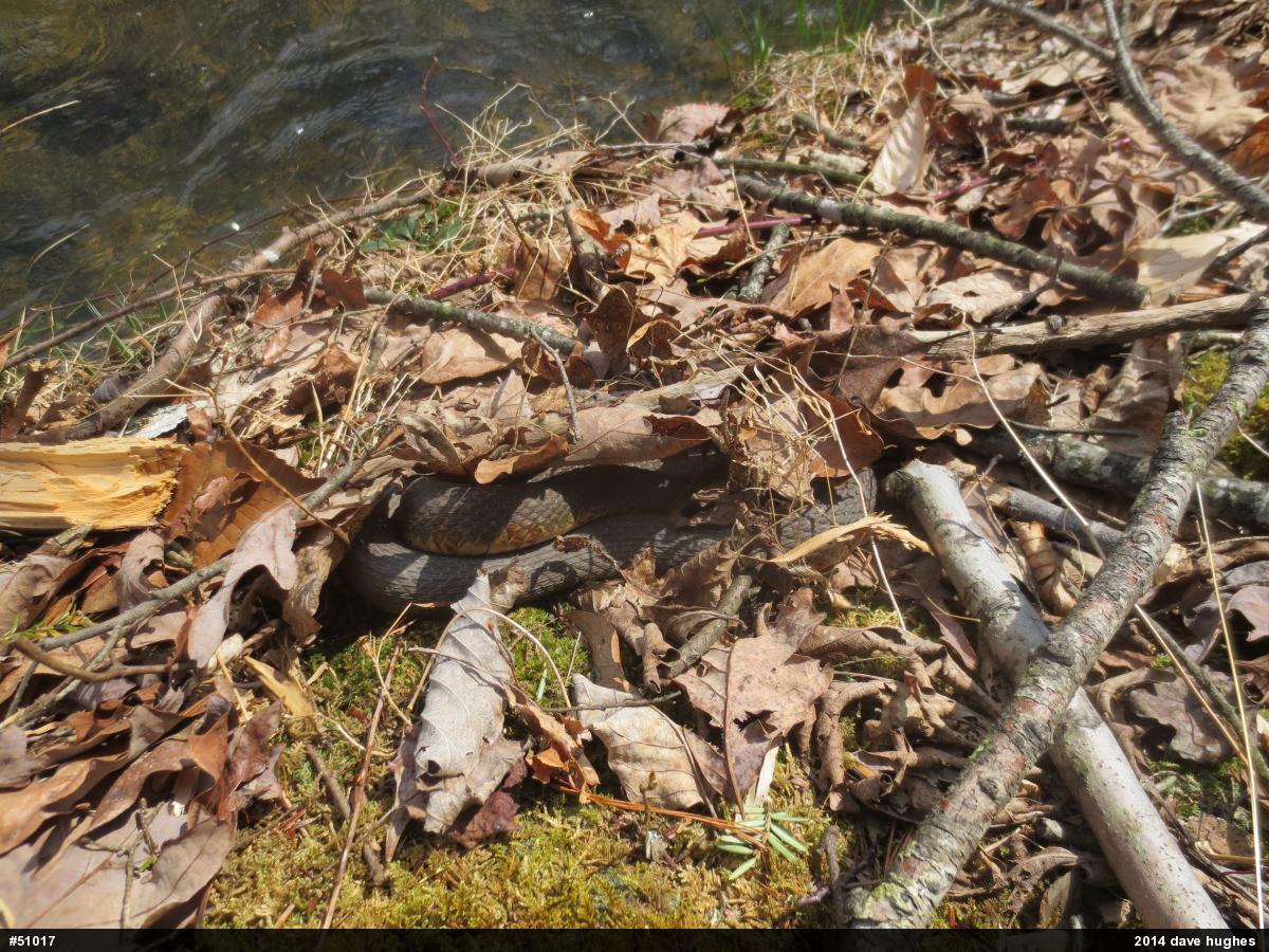 Northern Watersnake