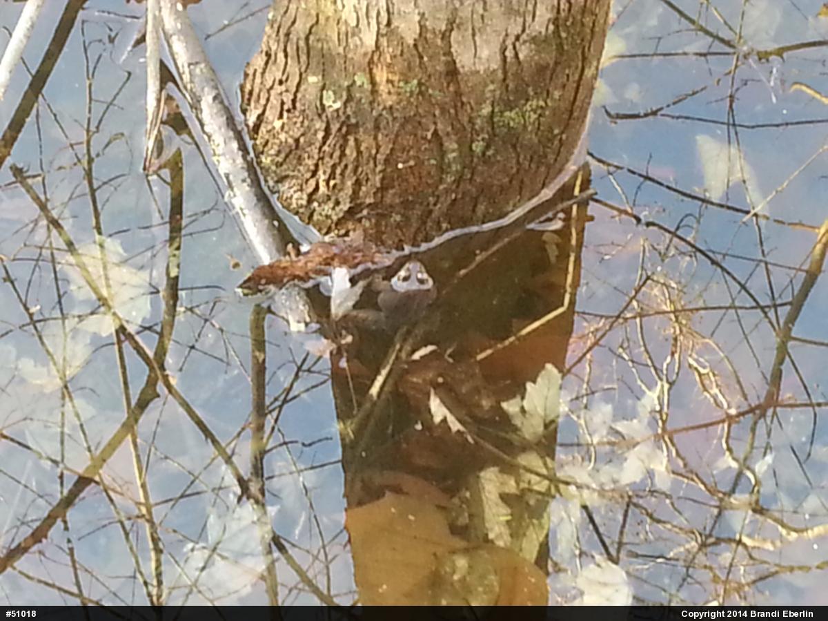 Wood Frog