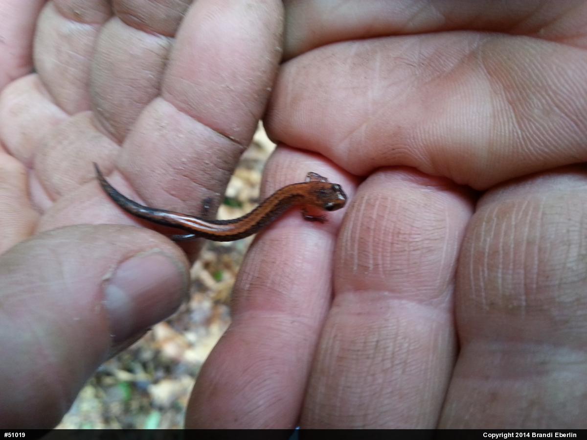 Eastern Red-backed  Salamander