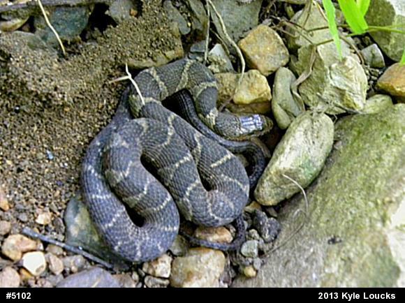 Northern Watersnake