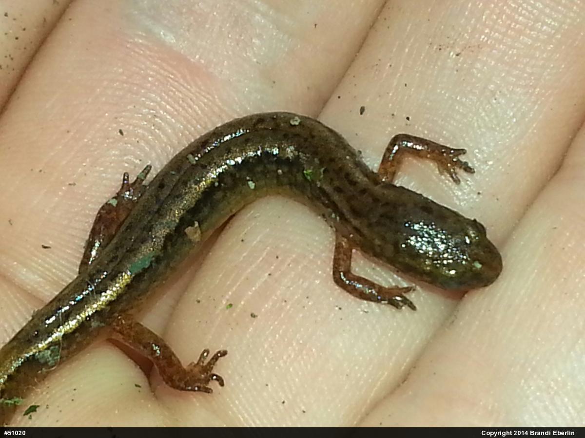 Northern Two-lined Salamander