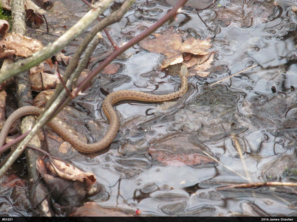 Eastern Gartersnake