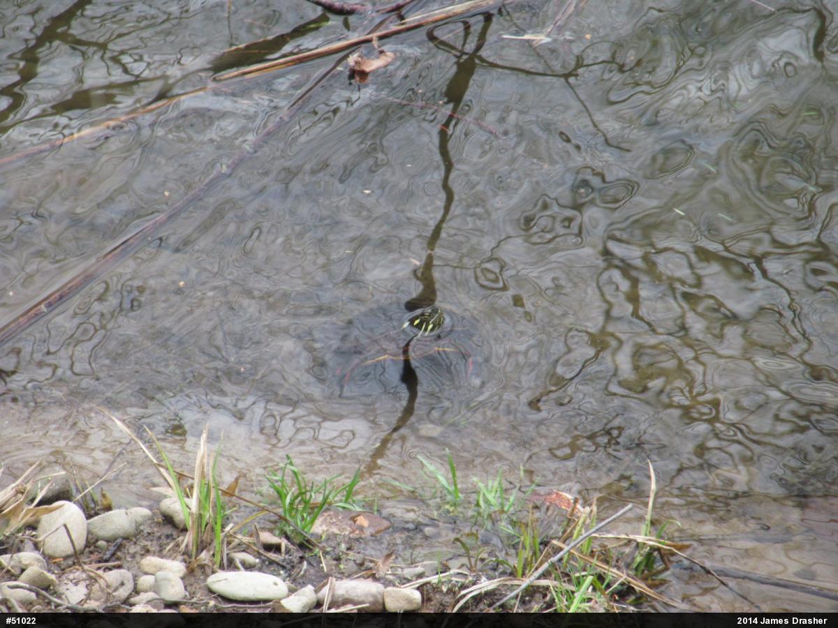 Painted Turtle