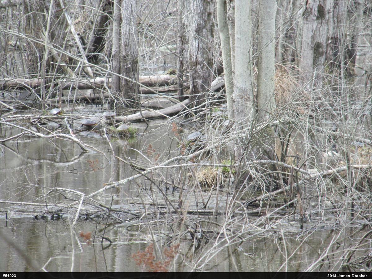 Painted Turtle