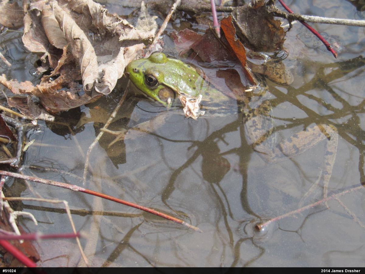 Green Frog