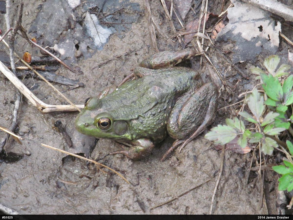 Green Frog