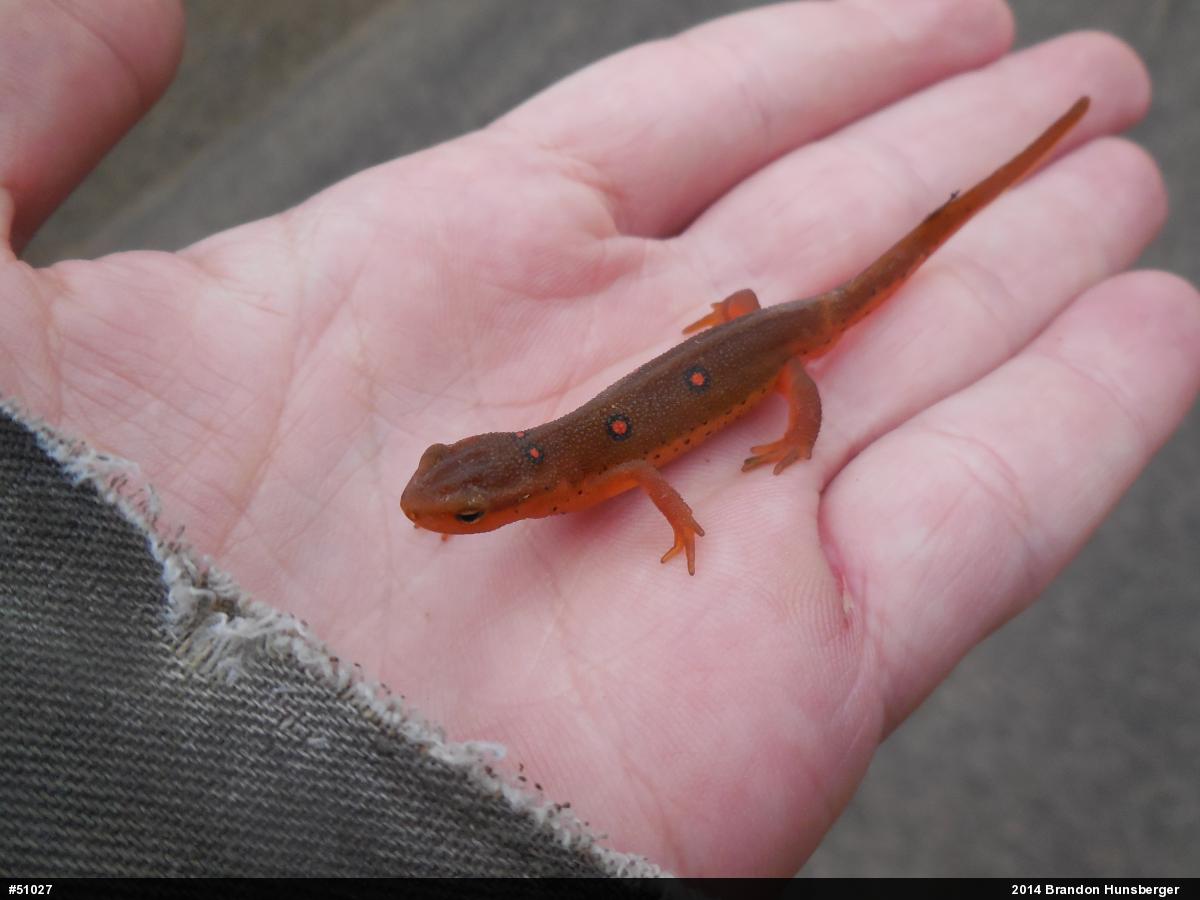 Red-spotted Newt