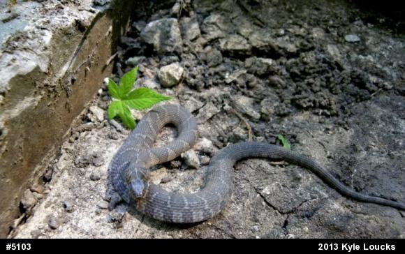 Northern Watersnake