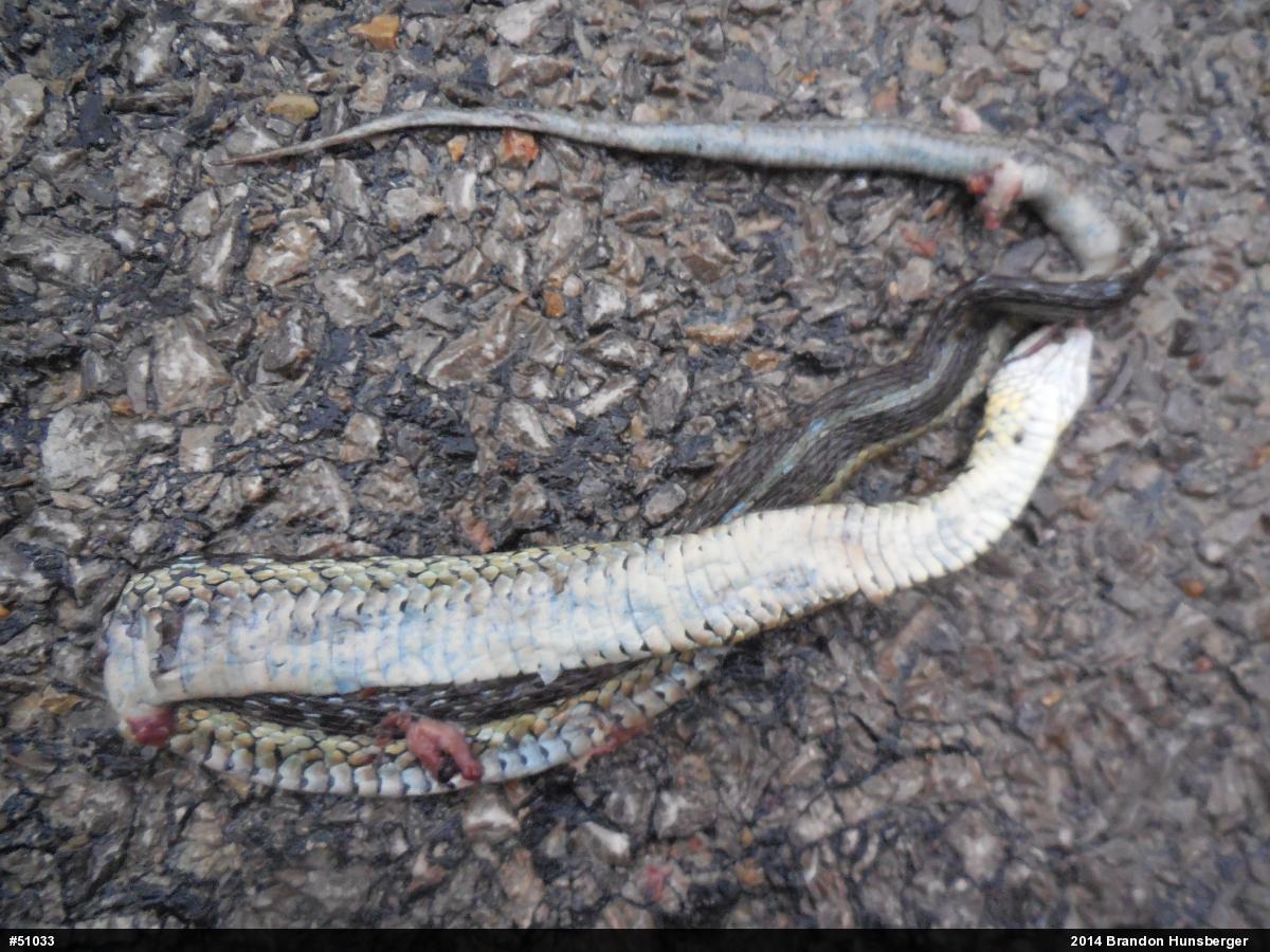 Eastern Gartersnake