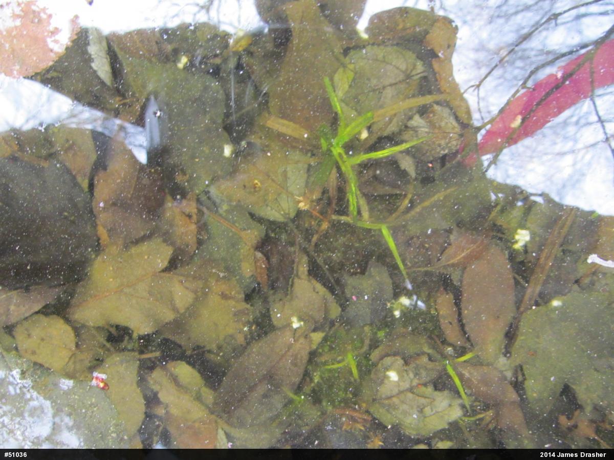 Mole Salamanders