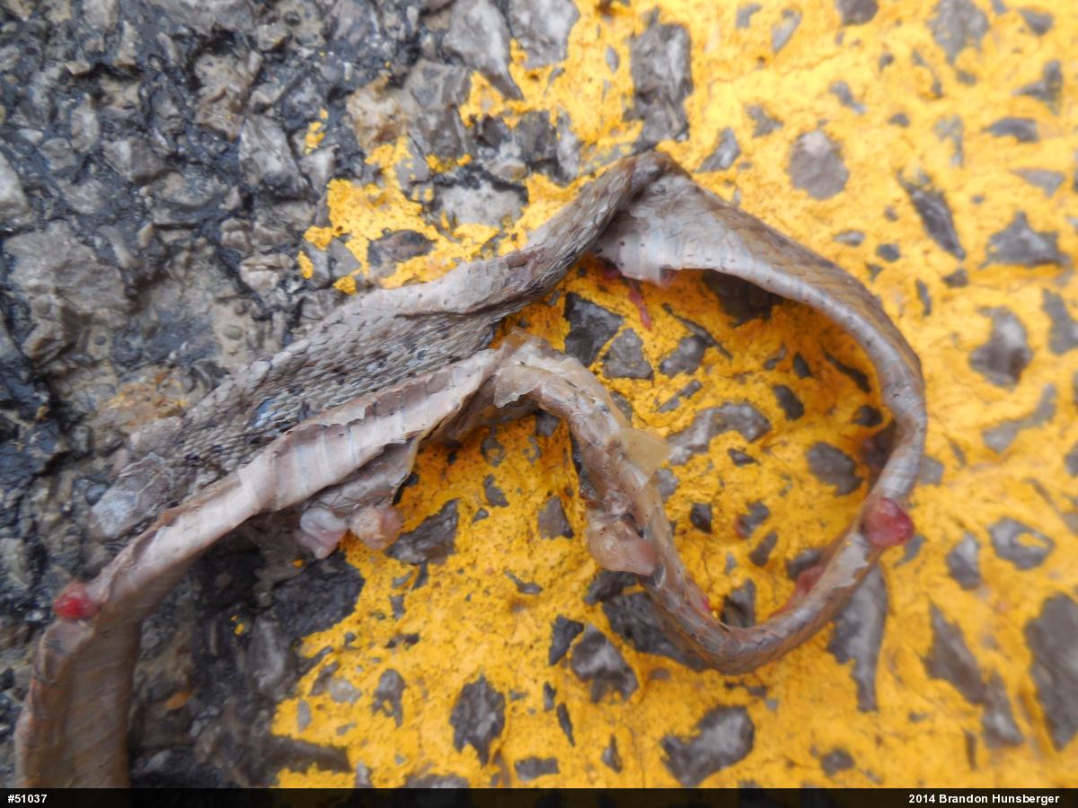 Dekay's Brownsnake