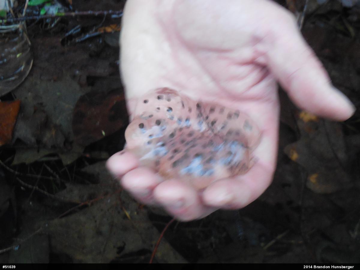 Spotted Salamander