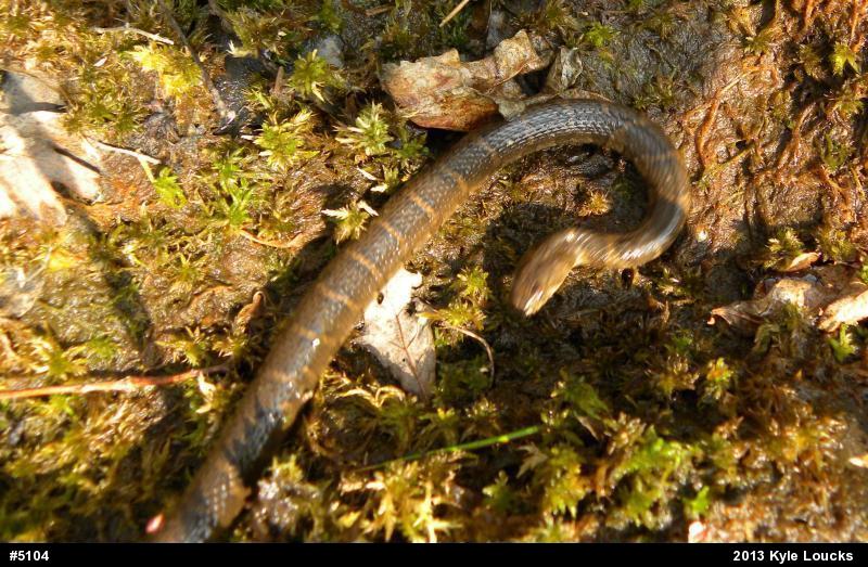 Northern Watersnake